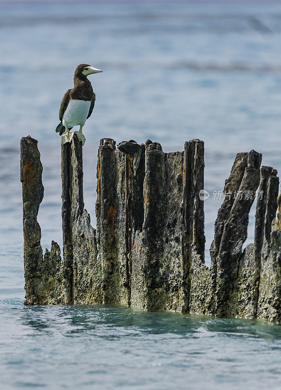 褐鲣鸟(Sula leucogaster)是鲣鸟科的一种大型海鸟。Papahānaumokuākea海洋国家纪念碑，中途岛，中途岛环礁，夏威夷群岛